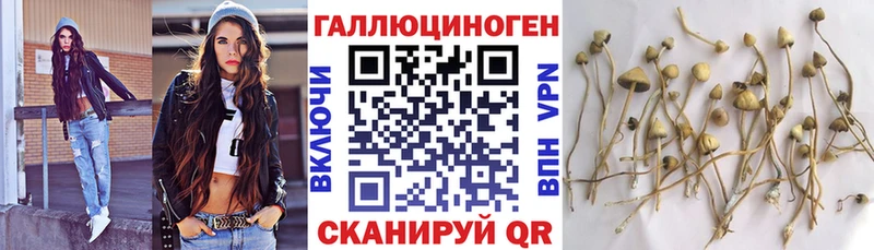 где купить наркоту  Абаза  Галлюциногенные грибы Psilocybine cubensis 